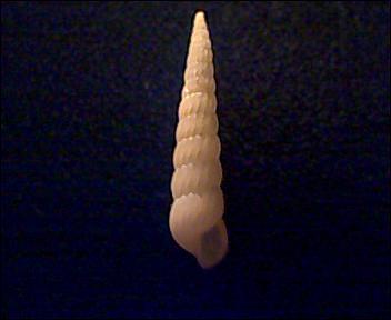 Turbonilla